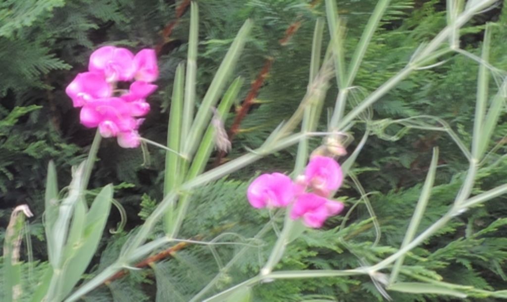 rampicante: Lathyrus sp. (Fabaceae)